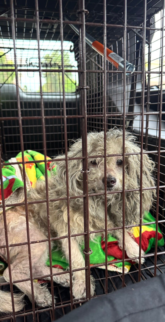 The Most Urgent Case: Dog Hit by Car in Desert