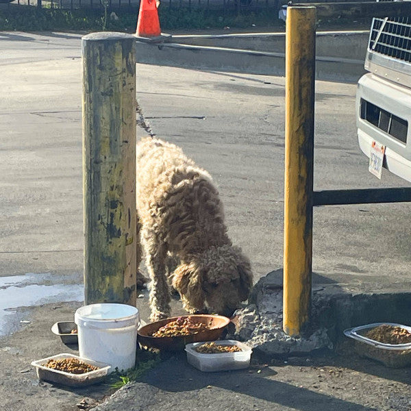 A homeless dog was hit by a car and collapsed at a nearby park