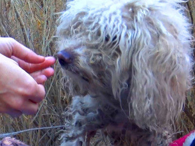 A miraculous rescue and surgery of Washington